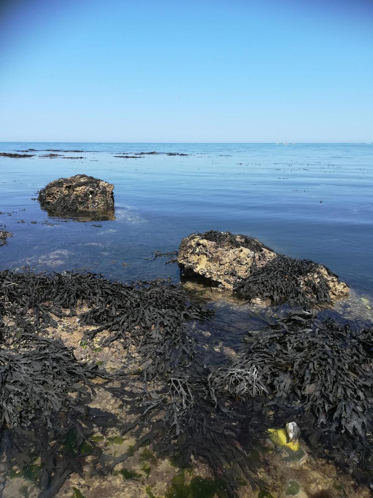 Le Costa Rica En Bord De Mer Villa Fécamp Exteriör bild
